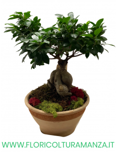 FICUS BONSAI GINSENG VASO IN COTTO