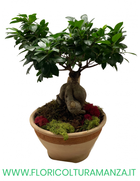 FICUS BONSAI GINSENG VASO IN COTTO