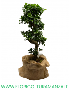 FICUS BONSAI GINSENG ALTEZZA 110 CM