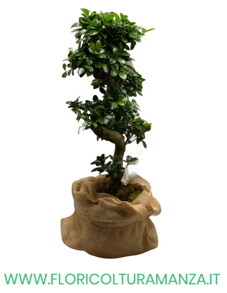 FICUS BONSAI GINSENG ALTEZZA 110 CM