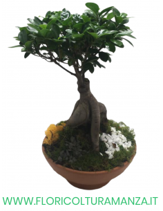 FICUS BONSAI GINSENG VASO IN COTTO SCURO