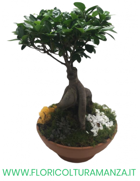 FICUS BONSAI GINSENG VASO IN COTTO SCURO