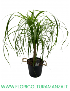 BEAUCARNEA VASO 24
