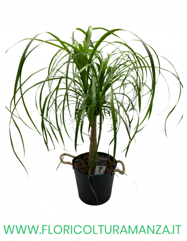 BEAUCARNEA VASO 24