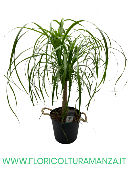 BEAUCARNEA VASO 24