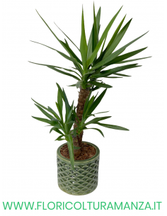 YUCCA TRONCHETTO DELLA FELICITA’ VASO CERAMICA DEL 24