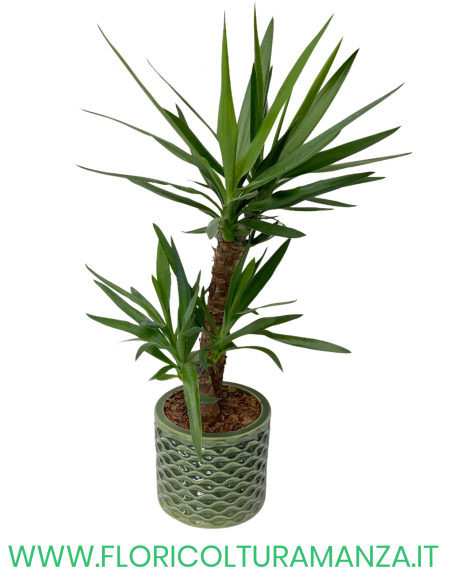 YUCCA TRONCHETTO DELLA FELICITA’ VASO CERAMICA DEL 24