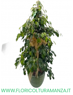 FICUS BENJAMINA CON VASO IN CERAMICA DEL 24