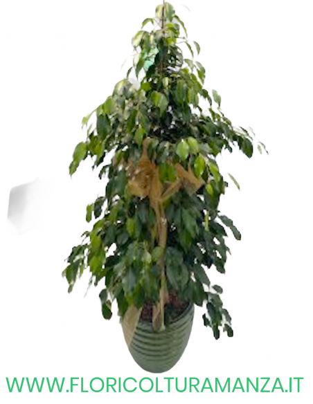FICUS BENJAMINA CON VASO IN CERAMICA DEL 24