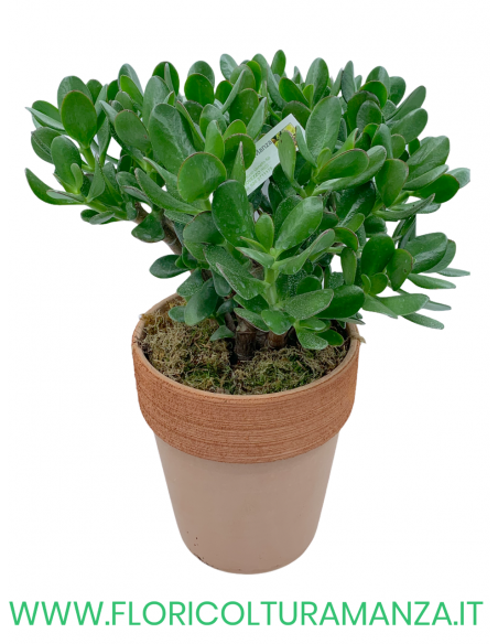 CRASSULA OVATA CON VASO TONDO IN COTTO DEL 14