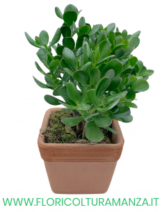 CRASSULA OVATA CON VASO QUADRATO IN COTTO DEL 14