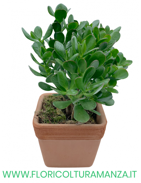 CRASSULA OVATA CON VASO QUADRATO IN COTTO DEL 14