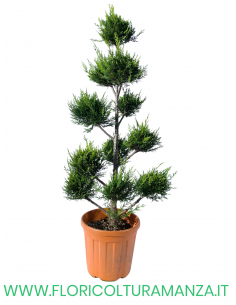 THUJA