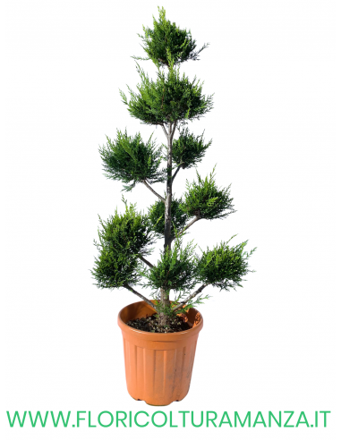 THUJA