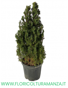 PICEA GLAUCA VASO 30