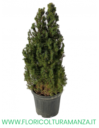 PICEA GLAUCA VASO 30