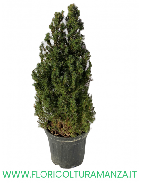 PICEA GLAUCA VASO 30