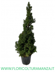 PICEA GLAUCA VASO 15