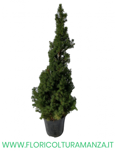PICEA GLAUCA VASO 15