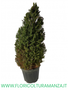 PICEA GLAUCA VASO 35