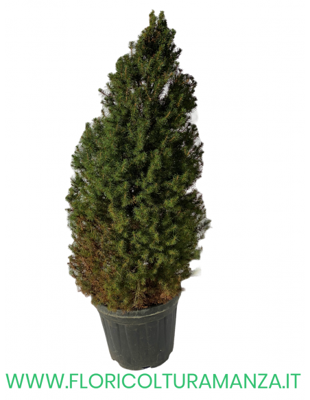 PICEA GLAUCA VASO 35