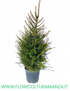 ALBERO DI NATALE H 150 CM