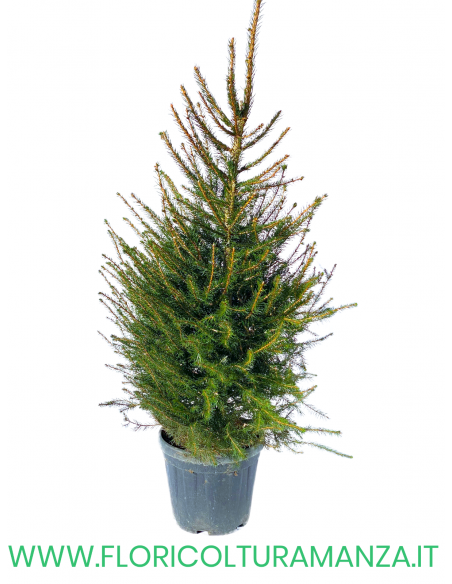 ALBERO DI NATALE H 150 CM