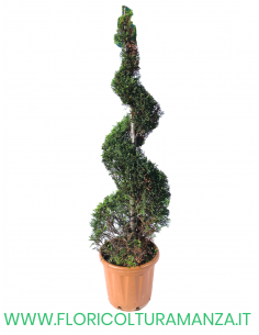 TUJA A SPIRALE H 200CM