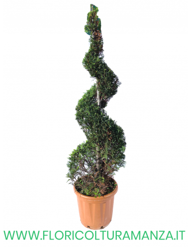 TUJA A SPIRALE H 200CM