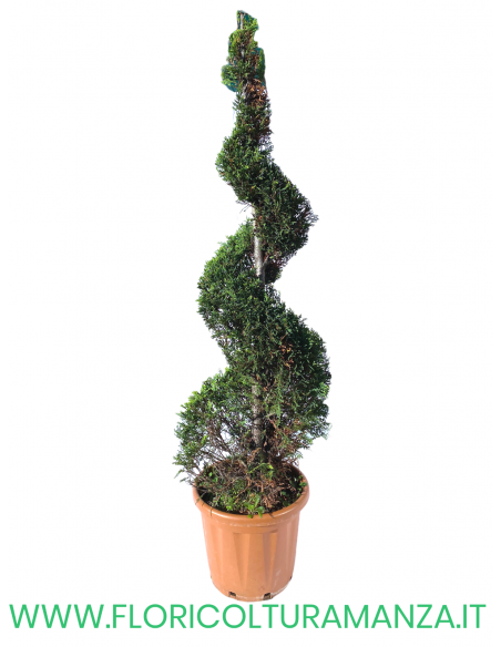 TUJA A SPIRALE H 200CM