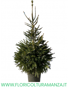 ALBERO DI NATALE  CM 180