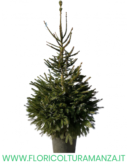 ALBERO DI NATALE  CM 180