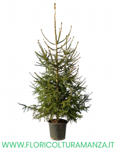 ALBERO DI NATALE H 200 CM