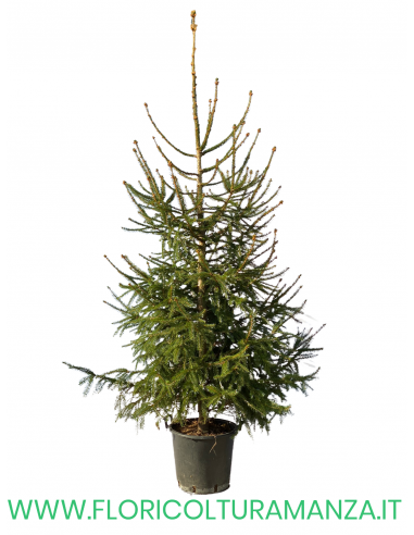 ALBERO DI NATALE H 200 CM