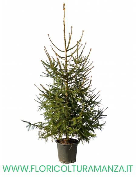 ALBERO DI NATALE H 200 CM