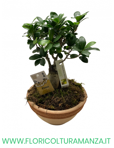 FICUS BONSAI GINSENG VASO IN COTTO