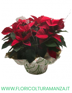 STELLA DI NATALE CON SPIGHE D'ARGENTO