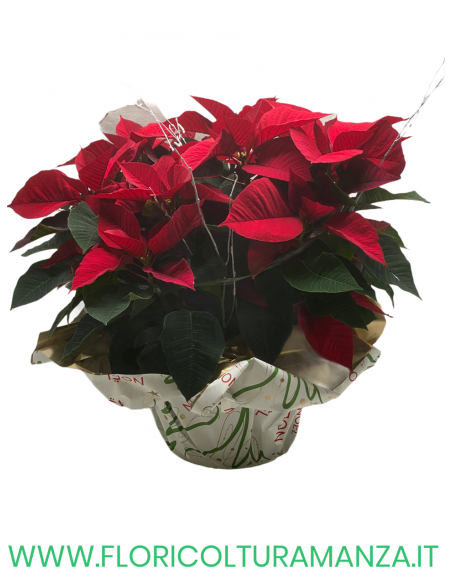 STELLA DI NATALE CON SPIGHE D'ARGENTO