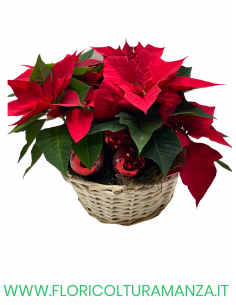 CESTO STELLE DI NATALE CON DECORAZIONI ROSSE