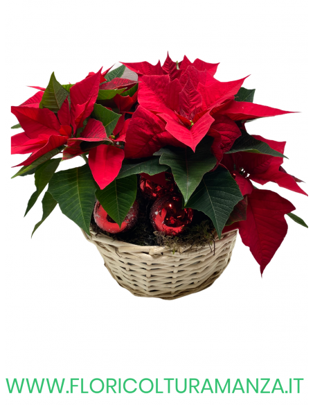CESTO STELLE DI NATALE CON DECORAZIONI ROSSE