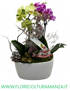 2 ORCHIDEE CON VASO IN CERAMICA