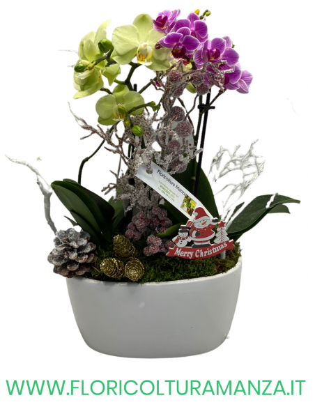 2 ORCHIDEE CON VASO IN CERAMICA