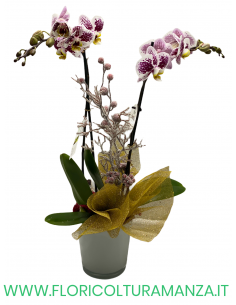 ORCHIDEA NATALIZIA CON VASO IN CERAMICA ROSA
