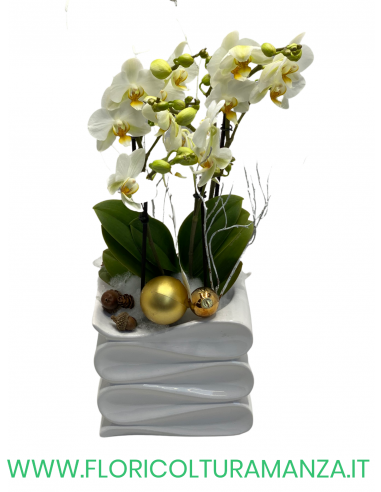ORCHIDEE CON VASO QUADRATO IN CERAMICA