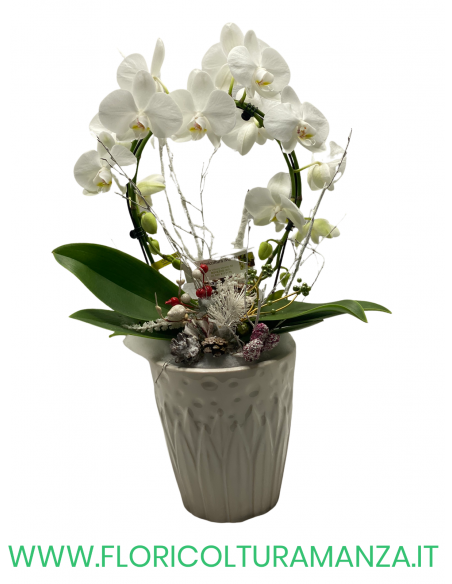 ORCHIDEA BIANCA CON VASO IN CERAMICA