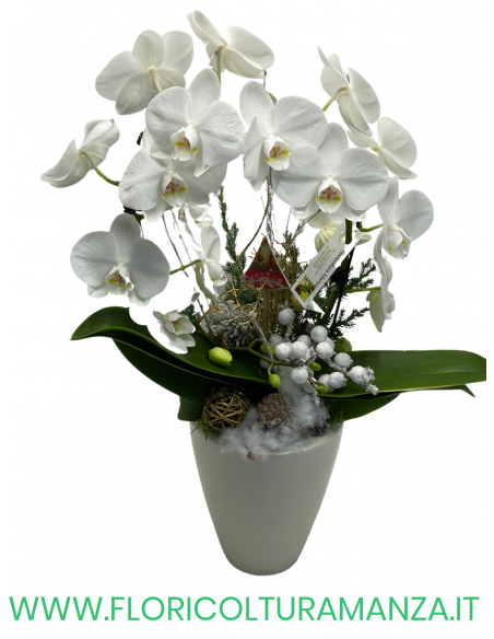 ORCHIDEA CON VASO LISCIO IN CERAMICA