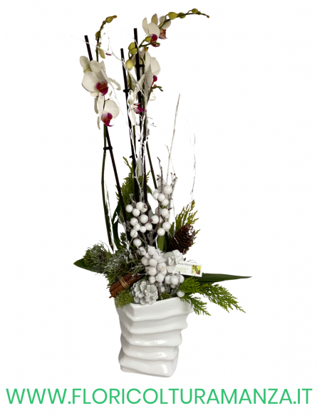 ORCHIDEA NATALIZIA CON VASO IN CERAMICA