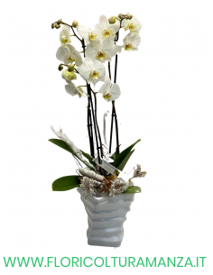 ORCHIDEA NATALIZIA CON VASO IN CERAMICA