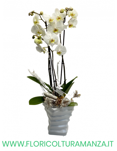 ORCHIDEA NATALIZIA CON VASO IN CERAMICA
