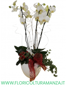 ORCHIDEE CON VASO IN CERAMICA